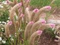 Celosia 